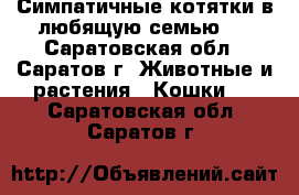 Симпатичные котятки в любящую семью ) - Саратовская обл., Саратов г. Животные и растения » Кошки   . Саратовская обл.,Саратов г.